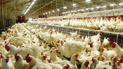 أسعار الدواجن في الأسواق اليوم 5-3-2017