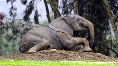 دراسة: الفيلة تقضي 46 ساعة بلا نوم مطلقًا