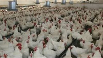 طرح طن و663 كيلو من الدواجن بمغاغة بالمنيا