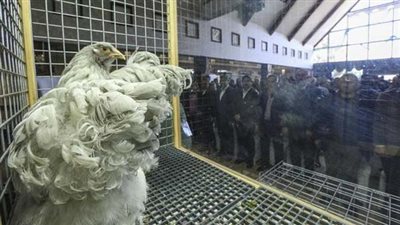 في مزاد علني.. 2300 دولار ثمن ديك ودجاجة !