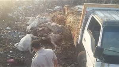 ضبط حمير مذبوحة داخل سيارة بالمنيا