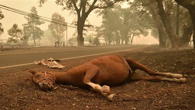 لماذا يجب قتل الحصان اذا إنكسرت ساقه؟