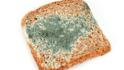 تعرفي على طريقة تكوين عفن الخبز