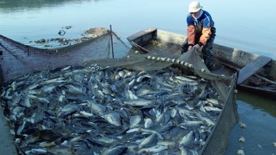 اتفاقية مصرية موريتانية فى مجال الأسماك