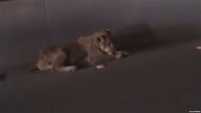 أسد في أحد شوارع الرياض (الفيديو)