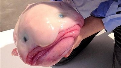 معلومات مذهلة عن 