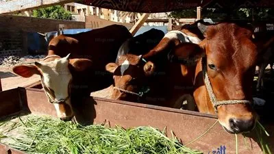 اللحوم ترفع شعار 