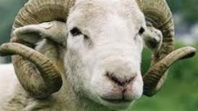 أضحية العيد.. كيفية ذبحها والطرق الصحيحة لطهيها وحفظها؟