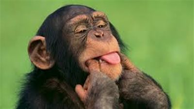 فى واقعة جديدة.. قرد يخطف رضيعًا من منزله (فيديو)  