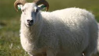 سؤال وجواب.. متى شرعت الأُضْحِيَّة؟