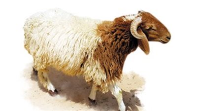 سؤال وجواب.. ما حكم الأضحية في عيد الأضحى؟