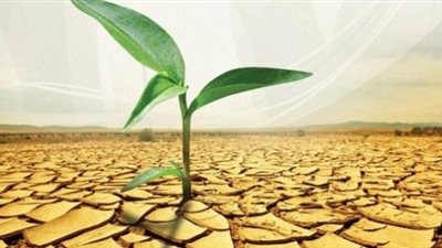 سؤال وجواب.. هل يقوم غير الأضحية من الصدقات مقامها؟