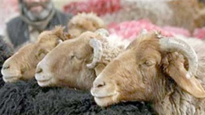 سؤال وجواب.. هل تجزئ الأضحية عن العقيقة؟