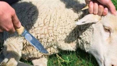 نقيب البيطريين بالجيزة يكشف عن شروط ذبح الأضحية 