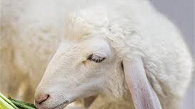 في عيد الأضحى.. هل يجوز إنابة غير المسلم في ذبح الأُضحية؟