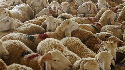 في عيد الأضحى.. تعرف على حكم صك الأضحية