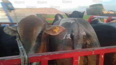 عاجل.. ارتفاع أسعار الأضاحي في 