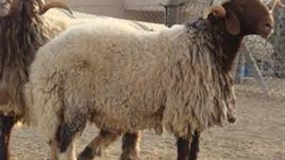 دعاء يقوله المضحى عند ذبح الأضحية في العيد