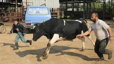 بعد ذبح الأضحية في العيد.. ننشر لكم المستحب والكروه فعله