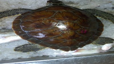 ضبط 8 سلاحف مهددة بالانقراض في حملة لـ