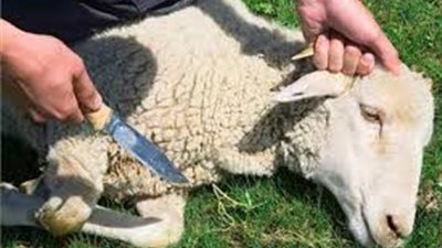 ما هو النحر وكيف يكون؟