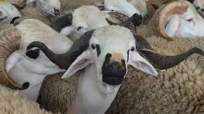 قبل عيد الأضحى.. تعرف على مستحبات الذبح؟