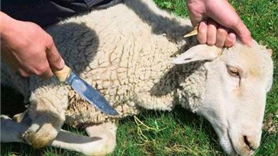 سؤال وجواب.. ما هو أول وقت ذبح الأُضحية؟