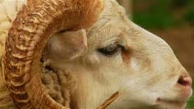 سؤال وجواب.. ما آخر وقت ذبح الأُضحية؟