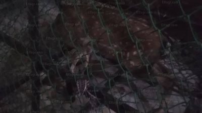 العثور على غزال أوروبي قبل ذبحه بأحد محلات الجزارة في الإسكندرية (صور)