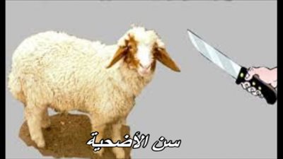 سؤال وجواب.. ما هو سن الأضحية وقت الذبح؟