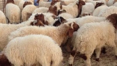 ما هي العيوب التي تمنع ذبح الأضحية؟