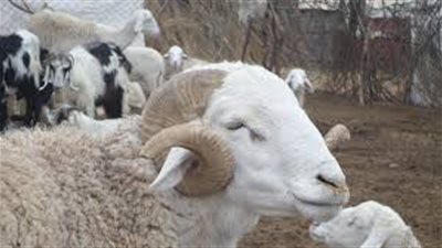 سؤال وجواب.. هل يجوز للناذر الأكل من الأُضْحِيَّة المنذورة؟