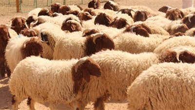 ما حكم إعطاء غير المسلم من الأُضْحِيَّة؟