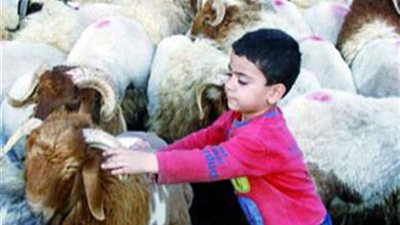 هاني الناظر يحذّر: تواجد الأطفال مع  الأضاحي يسبب أمراض جلدية خطيرة