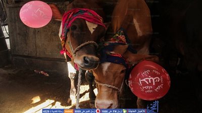 في الزفة كله يفرح.. أضاحي العيد تتزين قبل الذبح (تقرير مصور)