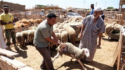 الحكومة الليبية المؤقتة تنفي تلقيها أضاحي العيد من قطر