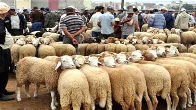 اليوم.. 28 مجزرا بالقاهرة والجيزة يفتحون أبوابهم لذبح أضاحي المواطنين بالمجان