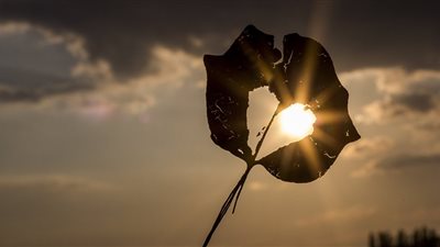 وفاة 144.. وأكثر من 80 ألف يابانى دخلوا المستشفيات بسبب موجة الحر