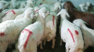 استشاري أمراض قلب: خصية الخروف ليست 