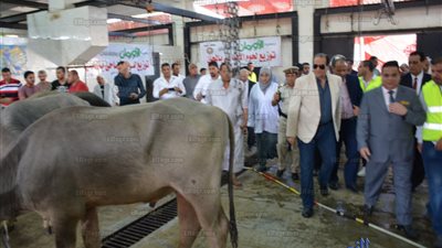 محافظ الدقهلية: ذبح 30 رأس ماشية وتوزيعها على الأسر الأولى بالرعاية 