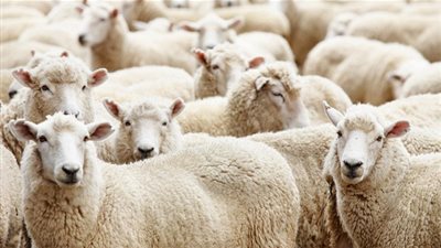 تعرف على حكم توزيع أحشاء الأضحية ورأسها بعد ذبحها