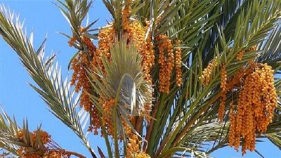 قبلي: مخاوف من إمكانية توسّع رقعة مرض تيبّس سعف النخيل إثر توقف حملة مداواته