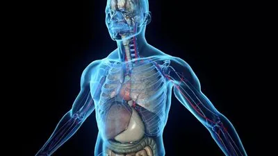 اكتشاف عضوا جديدا في جسم الإنسان