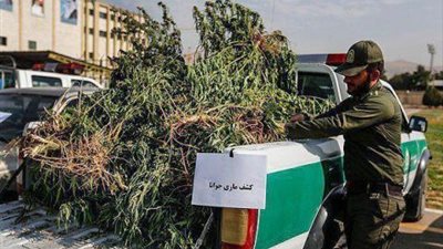 زراعة مخدرات بأموال حكومية في إيران