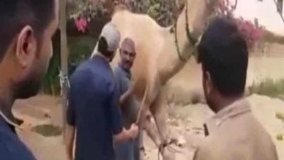 هندي حاول ذبح جمل.. شاهد ماذا حدث له؟! (صور)