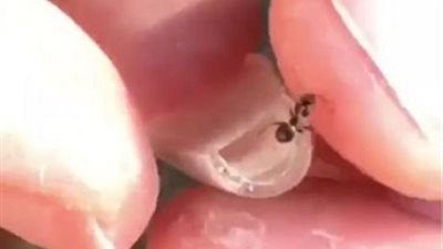 أغرب تقاليع موضة طلاء الأظافر.. تنطلق في روسيا وتثير الجدل