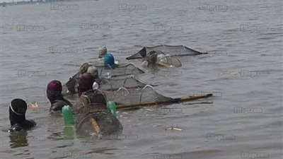 حملة مكبرة لازالة تعديات ببحيرة المنزلة ومطالب بمنع الصيد الجائر