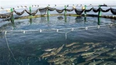 حماية نهر النيل: الأقفاص السمكية أحد أسباب تلوث ماء النهر