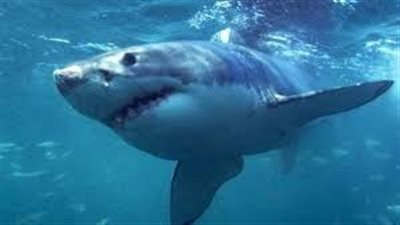 شاهد.. قرش أبيض يثير ذعر الفتيات على الشواطئ الأمريكية!