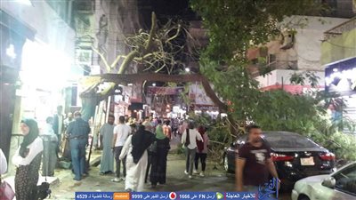 سقوط شجرة على سيارة بشارع الكيال في السويس (صور)